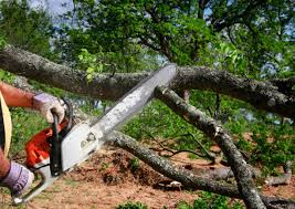 How Our Tree Care Process Works  in  Graniteville, SC