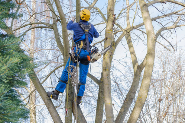 Best Tree Removal  in Graniteville, SC