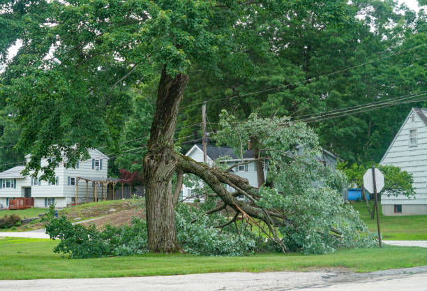 Best Hazardous Tree Removal  in Graniteville, SC