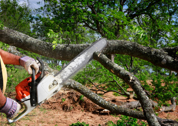 Best Lawn Renovation and Restoration  in Graniteville, SC